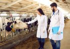 Live Stock Farms