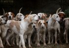 Stray Dog Related GOs & Circulars