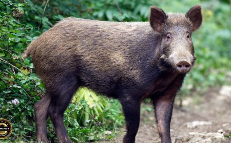 Destruction of Wild Boars related GOs & Circulars