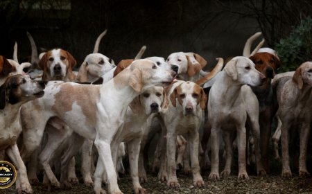 Stray Dog Related GOs & Circulars