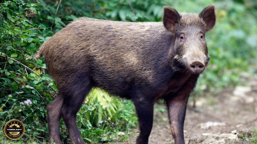 Destruction of Wild Boars related GOs & Circulars