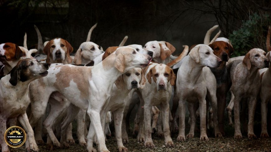 Stray Dog Related GOs & Circulars